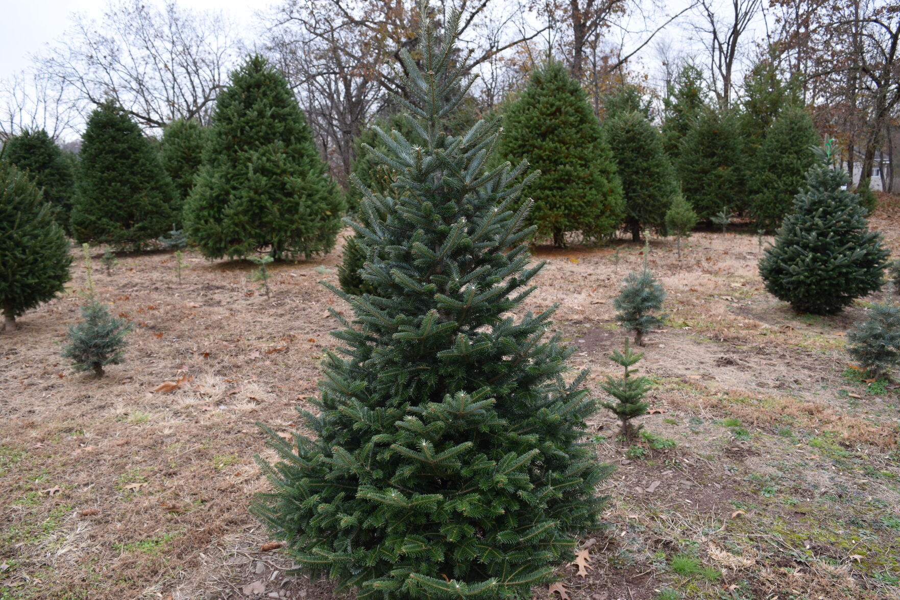 DSC_0737.JPG